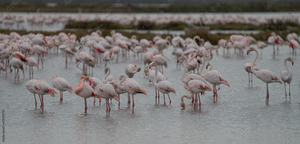 Greater flamingos in the delta Ebro river at sunrise
