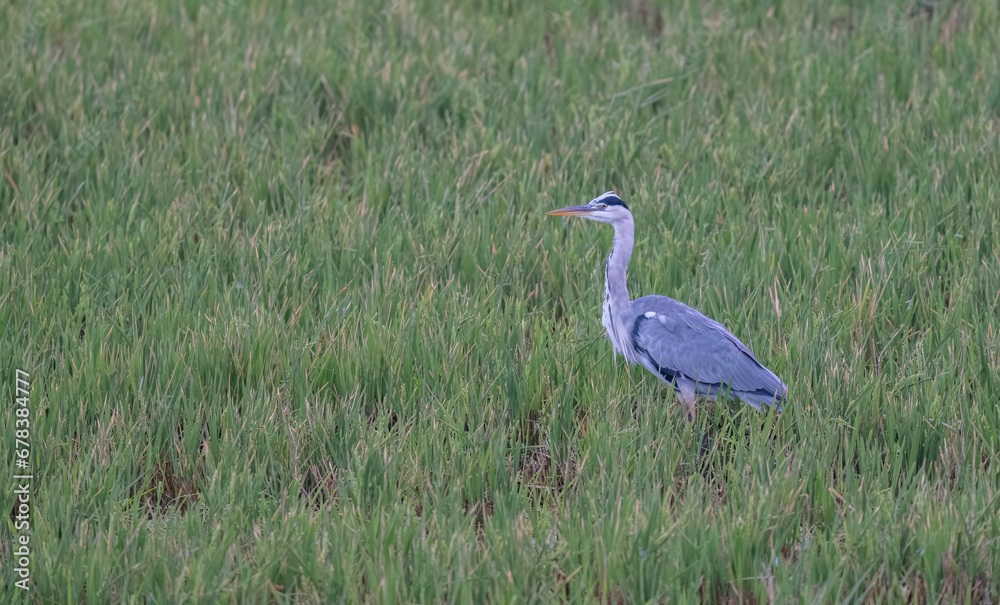 Fototapeta premium Grey Heron landing over the reeds 