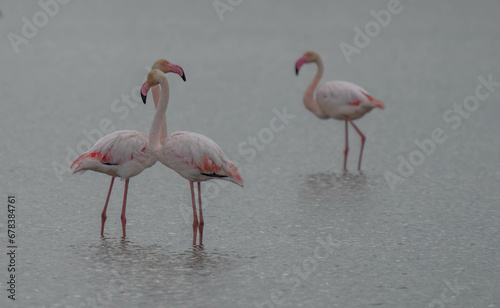 Greater flamingos in the delta Ebro river at sunrise © ezequiel