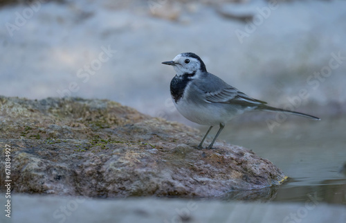 white wagtail ready for bath © ezequiel