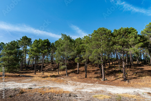 Rural countryside with pines