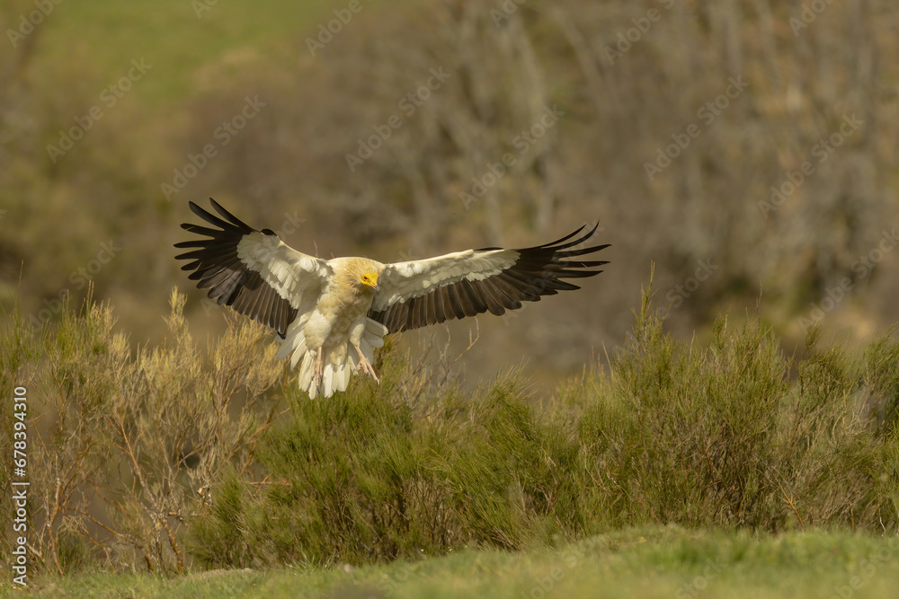 Majestic eagle landing with wings spread wide Majestic eagle landing with wings spread wide