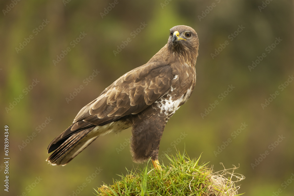 Majestic brown hawk perched atop green foliage Majestic brown hawk perched atop green foliage