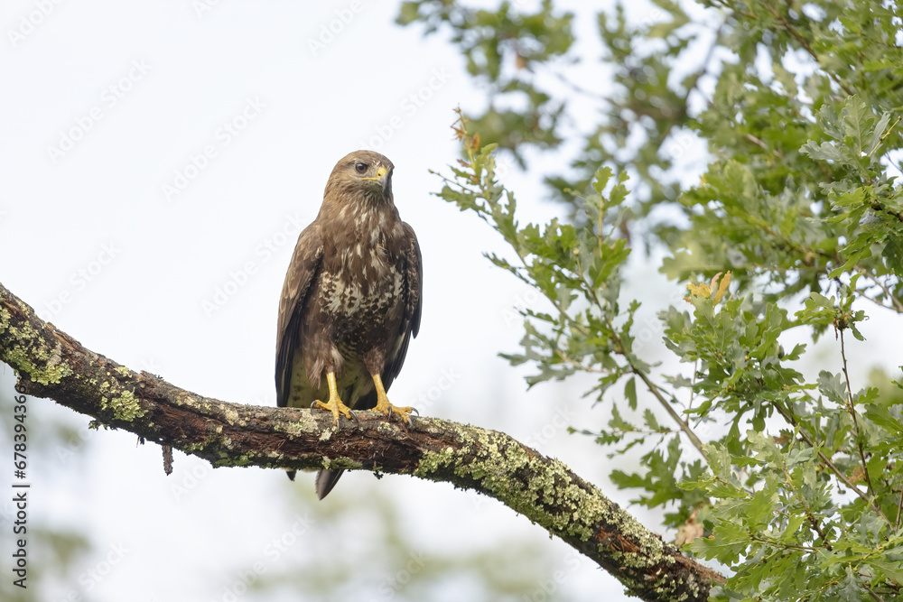 Majestic brown hawk perched on a moss-covered branch Majestic brown hawk perched on a moss-covered branch