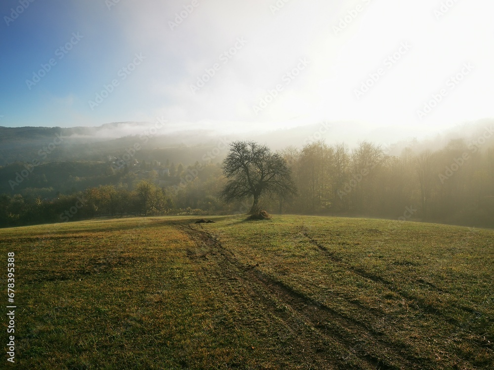 Single tree in the beautiful sunny fog at sunrise, natural background with sun rays through the mist on sunny autumn morning Single tree in the beautiful sunny fog at sunrise, natural background with sun rays through the mist on sunny autumn morning