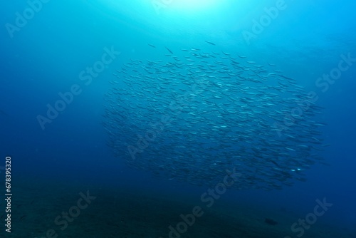 School of fish moving togther under water photo