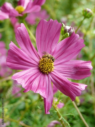 Vertical shot of a bee looking for nectar on a pink flower