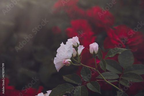 white rose against the background of a summer garden photo