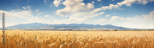Wheat field summer landscape. Detailed farm field scene. A serene, chilly landscape. Template for banner, cover. Realistic photo style. Simple cartoon design. oil painting.