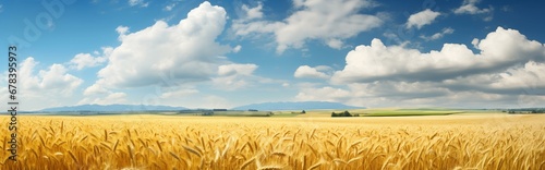 Wheat field summer landscape. Detailed farm field scene. A serene, chilly landscape. Template for banner, cover. Realistic photo style. Simple cartoon design. oil painting.