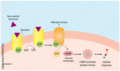 Nonsteroid hormones mechanism of action. The hormone is the first messenger, binds to the receptor and activating a second messenger inside the cell resulting in cellular response. Vector illustration photo