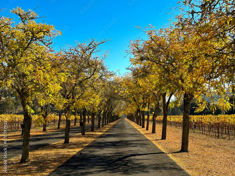 Naklejka premium Autumn yellow trees line a road that goes back in a straight line. A blue sky is in the background.