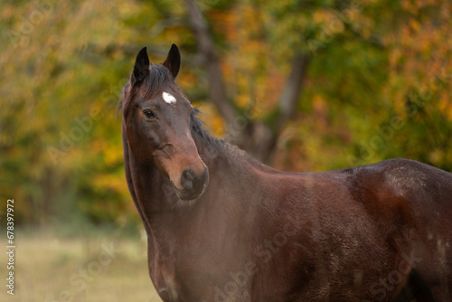 Pferdeportrait im Herbst © Nadine Haase