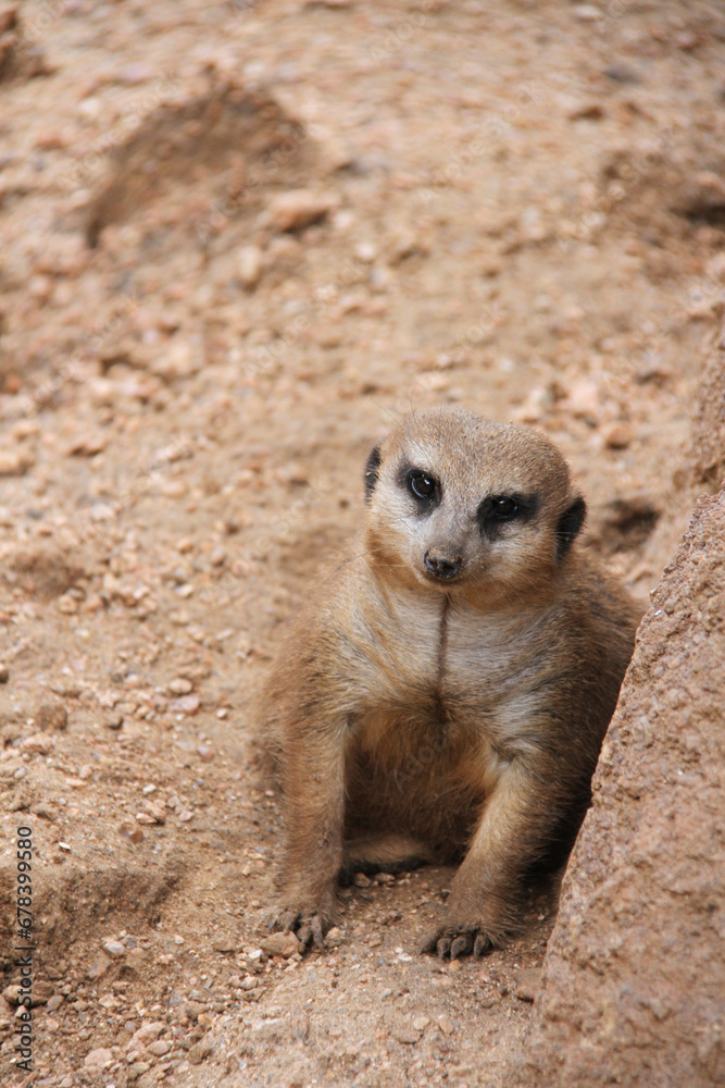 Fototapeta premium Cute Meerkat