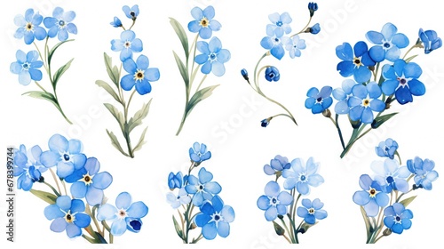 set of forget-me-not flowers on white background, watercolor illustration photo