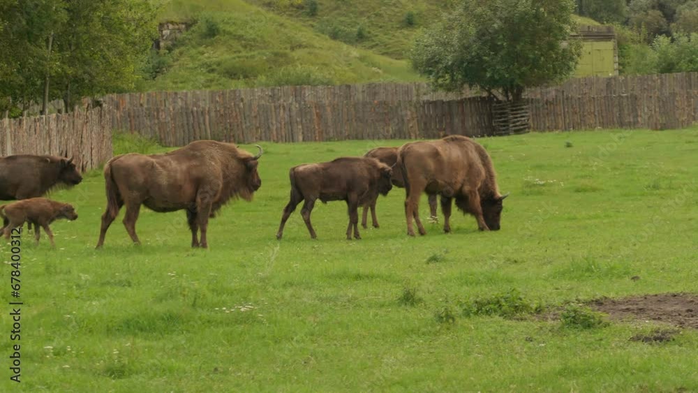 Herd of European Bison Or Bison Bonasus feeding on meadow on national park. Family of Wisent Or European Wood Bison Herd of European Bison Or Bison Bonasus feeding on meadow on national park. Family of Wisent Or European Wood Bison