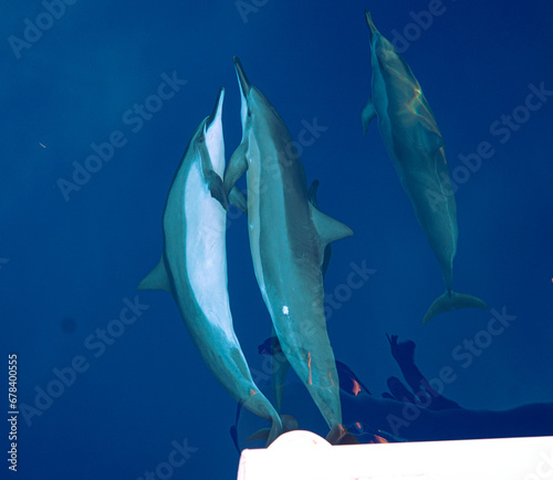 Wild Hawaiian Spinner Dolphins swimming on the Bow of a Boat in Hawaii  photo