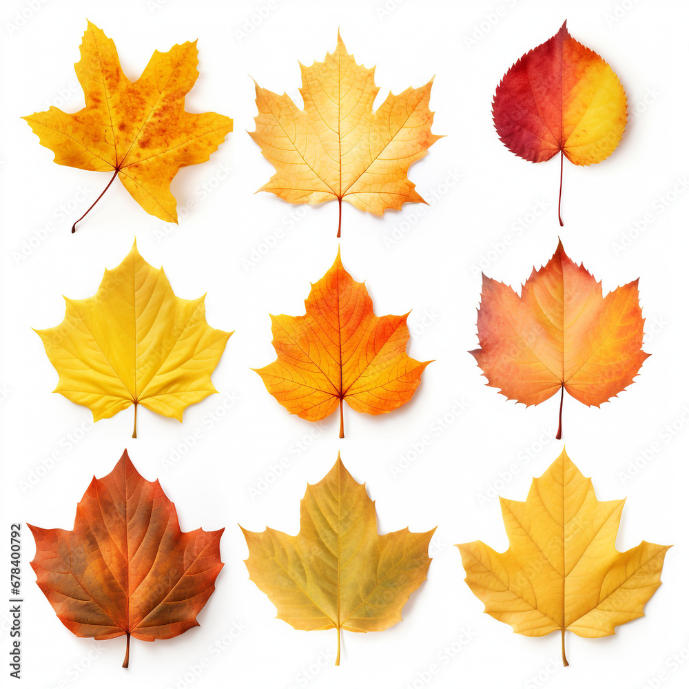 Autumn leaves isolated on white background Autumn leaves isolated on white background