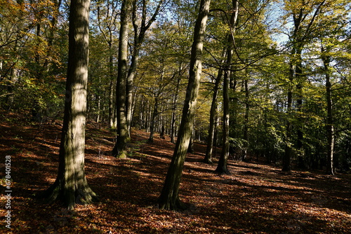 Autumn Forrest, woods tree and sunlight. Autumn forest nature. Colorful forest with sun rays through branches of trees. Scenery of fall nature with sunlight.