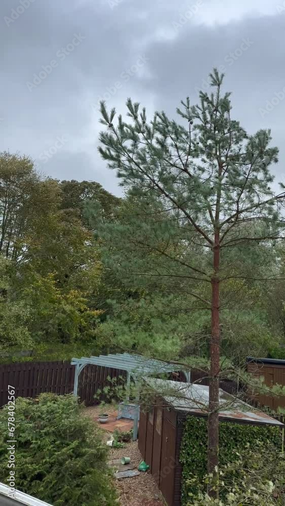 Tree-tops bending violently during a gale with garden shed and pergola in the foreground. With dark fast-moving clouds. Portrait mode.