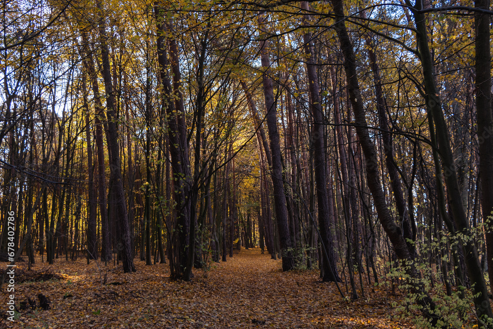 Fototapeta premium Park Bolimowski in Mazovia, Poland in autumn sunny day