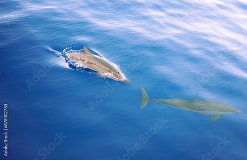 Wild Hawaiian Spinner Dolphins swimming on the Bow of a Boat in Hawaii  © EMMEFFCEE 