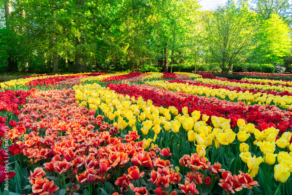 fresh spring lawn with rows of blooming flowers