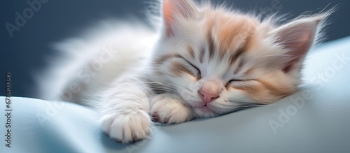 The cute kitten with soft fur and perky ears laid peacefully pets relaxing embrace as the veterinary clinics portrait captured the domestic animals serene sleep photo