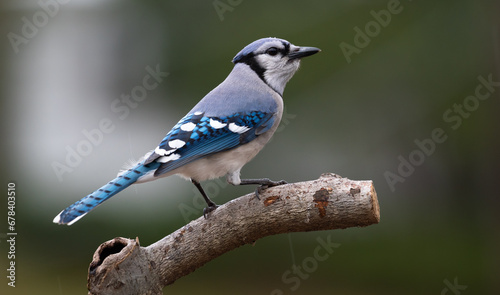Blue Jay perched on a branch.  © Michael