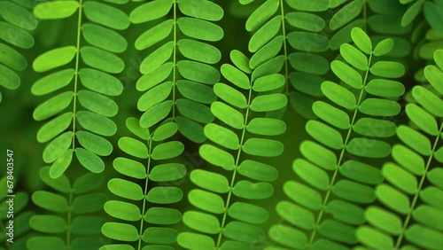 Green vibrant plant leaves swaying gently in the wind, creating a refreshing and calming atmosphere.  photo