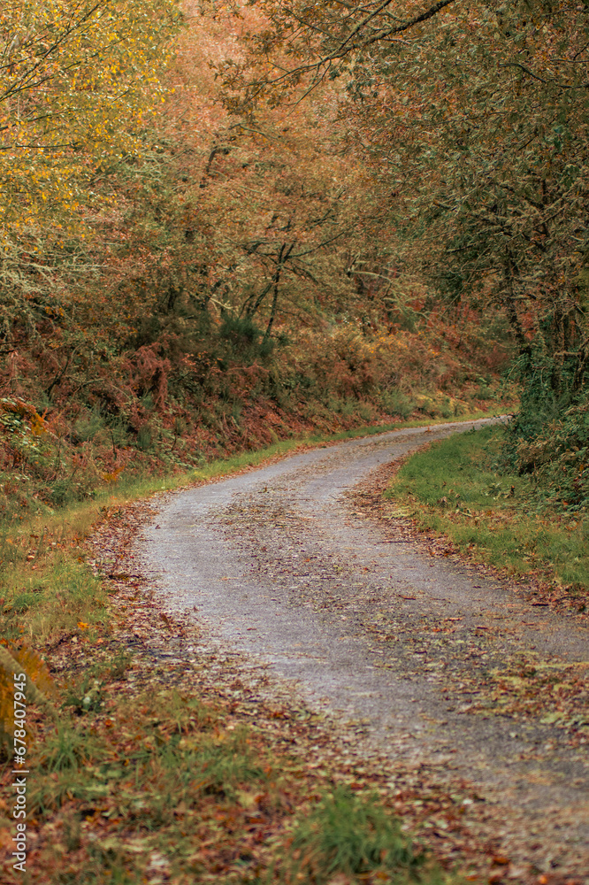 CURVE OF A COUNTRY ROAD IN AN AUTUMN DECIDUOUS FOREST, FALL NATURE CONCEPT