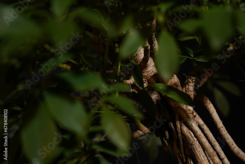 Besonderer Bonsai Baum vor dunklem Hintergrund
