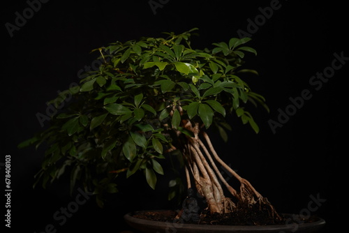 Besonderer Bonsai Baum vor dunklem Hintergrund