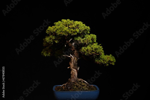 Besonderer Bonsai Baum vor dunklem Hintergrund