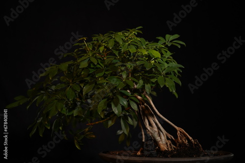 Besonderer Bonsai Baum vor dunklem Hintergrund