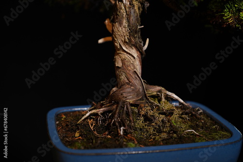 Besonderer Bonsai Baum vor dunklem Hintergrund