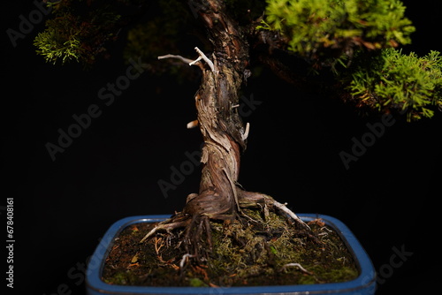 Besonderer Bonsai Baum vor dunklem Hintergrund