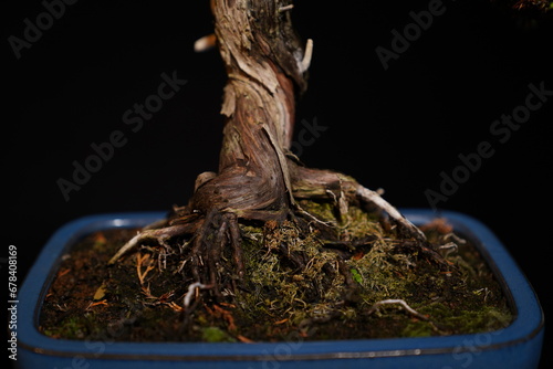 Besonderer Bonsai Baum vor dunklem Hintergrund