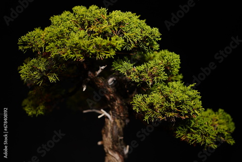 Besonderer Bonsai Baum vor dunklem Hintergrund