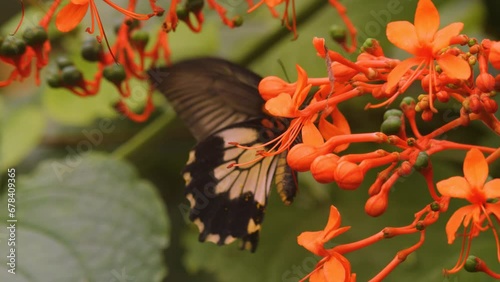 Close up view of a comman  mormon butterfly on a red flower photo