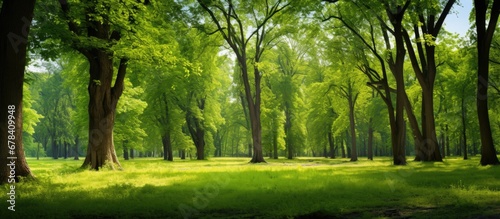 The beautiful summer landscape is adorned with lush green trees creating a stunning backdrop of nature enchanting forest filled with light and leaves making it a truly beautiful and natural © TheWaterMeloonProjec