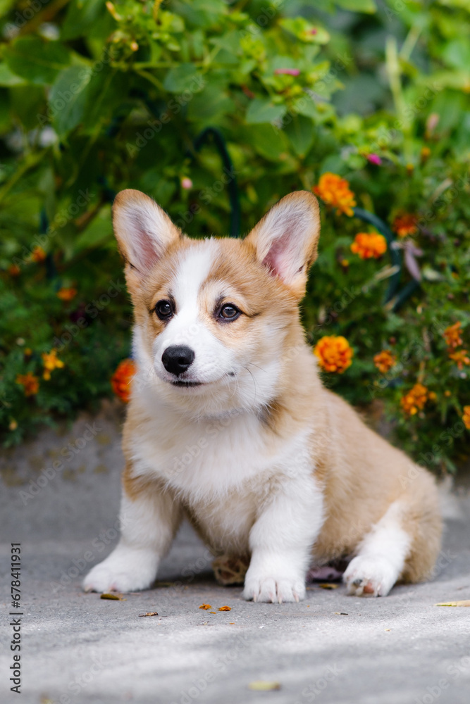 Small Pembroke Welsh Corgi puppy sits near a flower bed. Sits, looks to the side. Cheerful, mischievous dog. Concept of care, animal life, health, show, dog breed