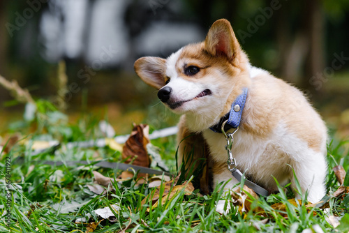 Small Pembroke Welsh Corgi puppy walks in a park with autumn leaves. Cheerful, mischievous dog. Care concept, animal life, health, exhibitions, dog breeds