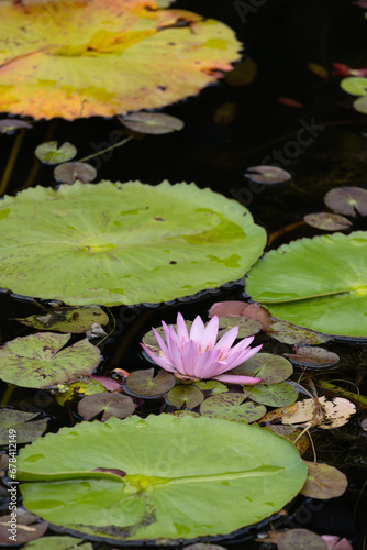 Lilly in the water