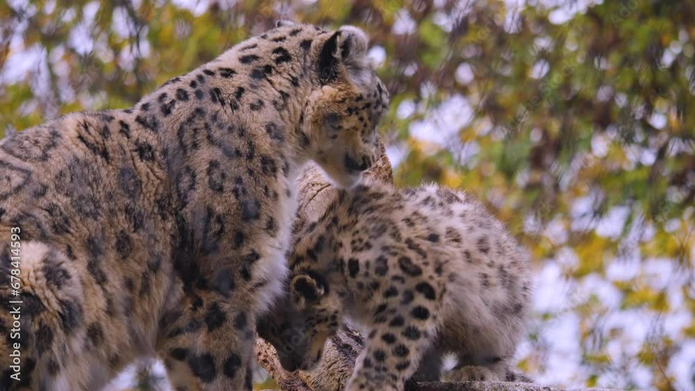 Close up of a baby and mother snow leopard head grooming Close up of a baby and mother snow leopard head grooming