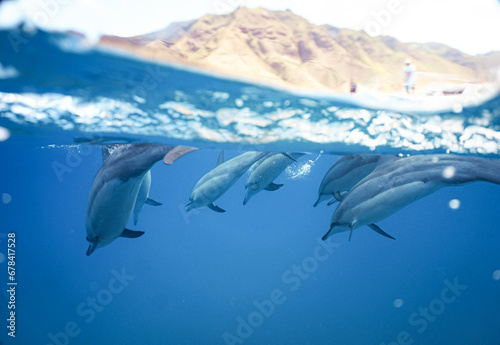 Wild Hawaiian Spinner Dolphins swimming in Hawaii  © EMMEFFCEE 