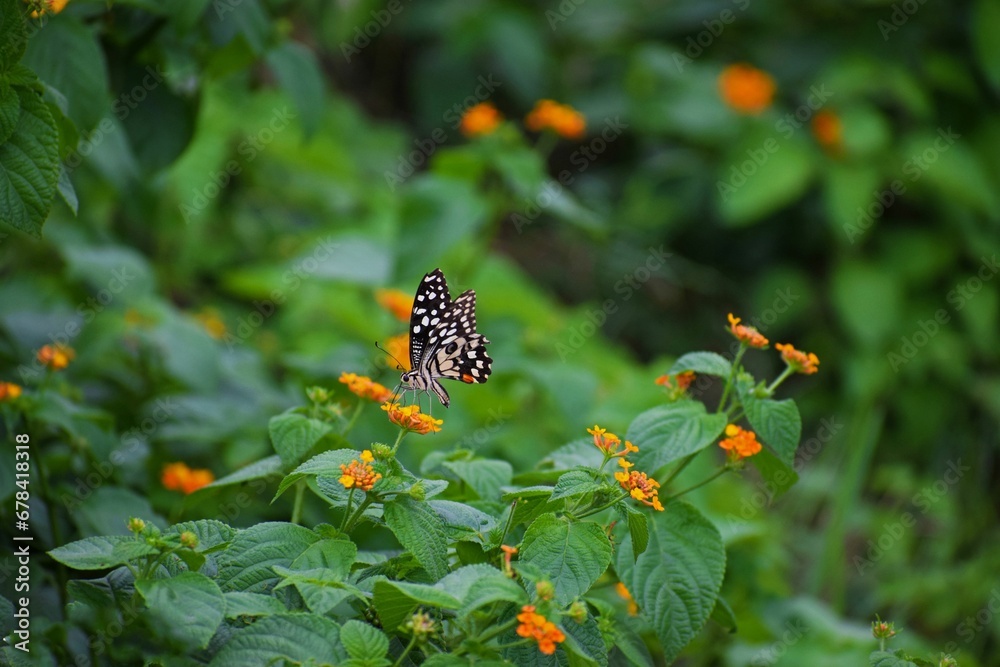 Selective focus of a Lime butterfly on orange lantana flowers in the garden Selective focus of a Lime butterfly on orange lantana flowers in the garden