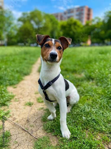 Close-up of a Jack Russell terrier dog