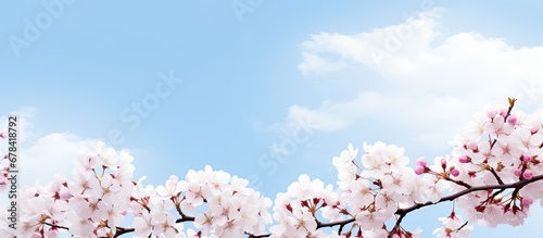 Blossoming cherry trees under a blue sky