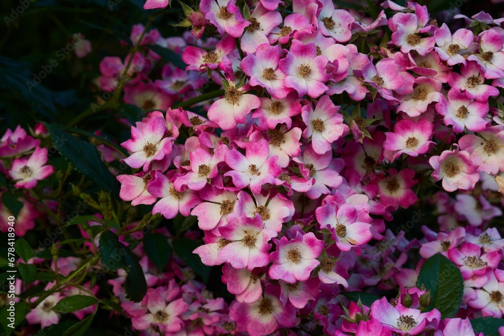 Closeup shot of pink rose mozart flowers blooming in a garden Closeup shot of pink rose mozart flowers blooming in a garden